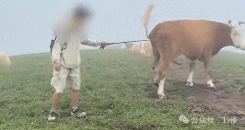 被牛群圍攻游客稱為護(hù)狗被撞