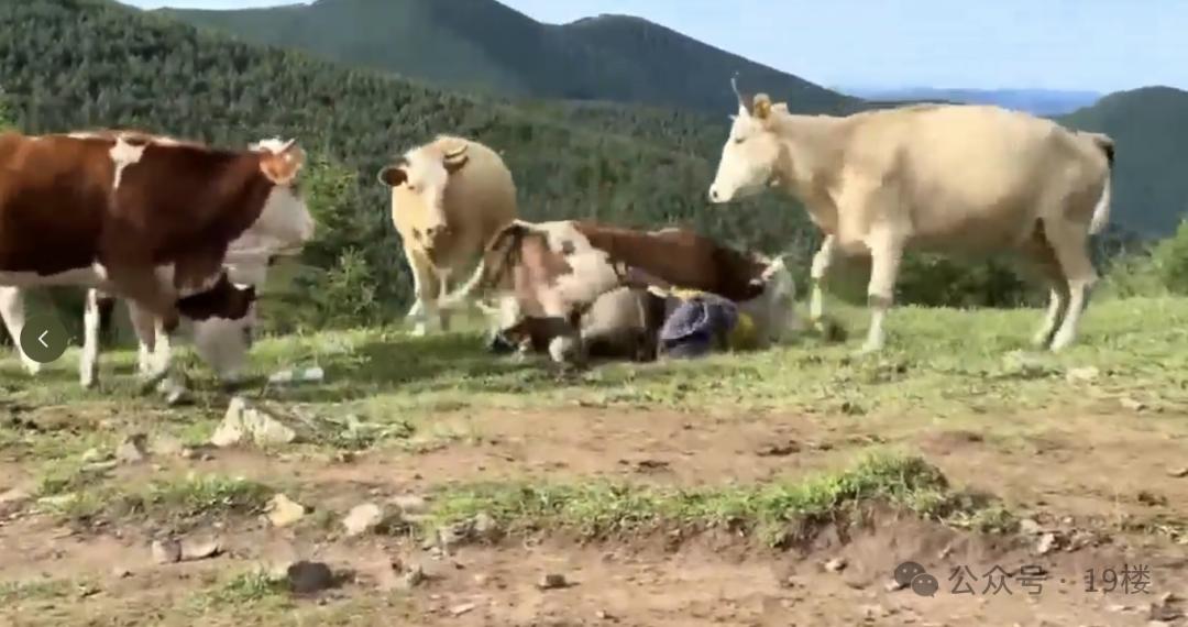 被牛群圍攻游客稱為護(hù)狗被撞