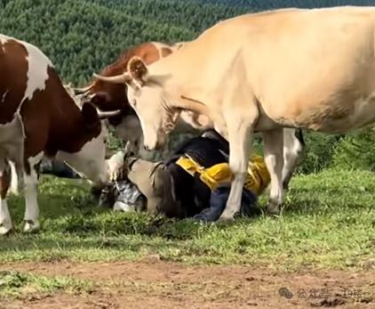 被牛群圍攻游客稱為護(hù)狗被撞