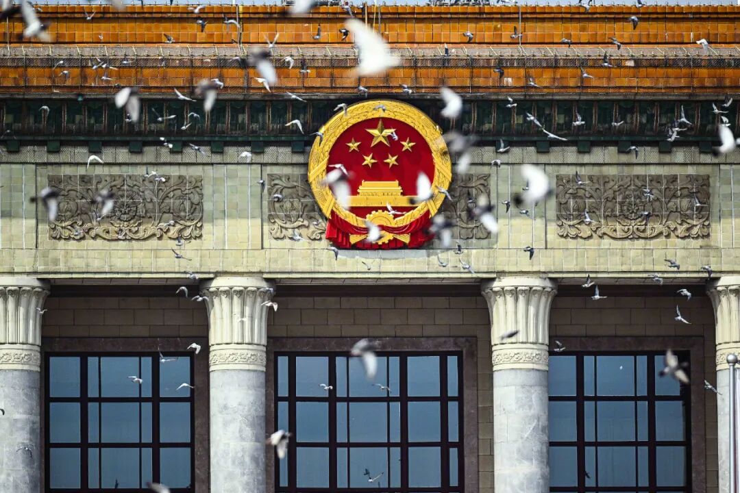 天津和平鴿歸巢主人激動(dòng)吹哨迎接